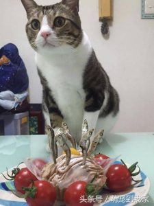 Cats get special birthday cake on their birthday and their reactions are too hilarious and adorable! - Content4Mix