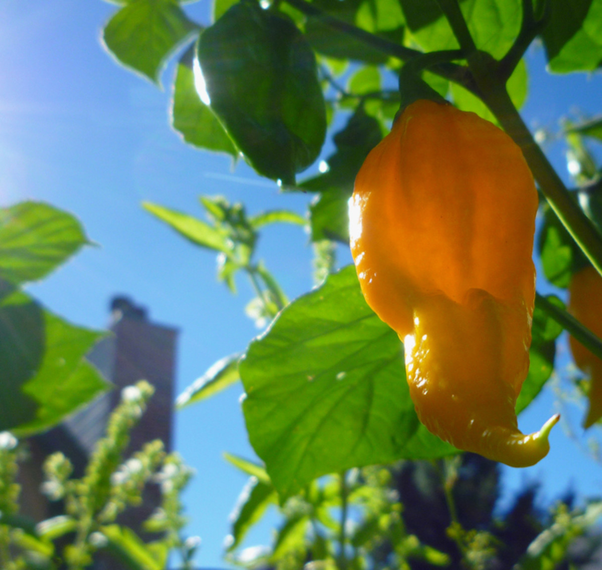 When should you sow peppers for reliable germination