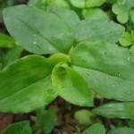 Commelina benghalensis leaves