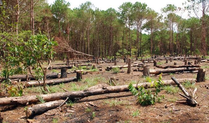 Diện tích rừng của nước ta &dstrok;ang suy giảm một cách nghiêm trọng. (Ảnh: baogialai.com.vn)