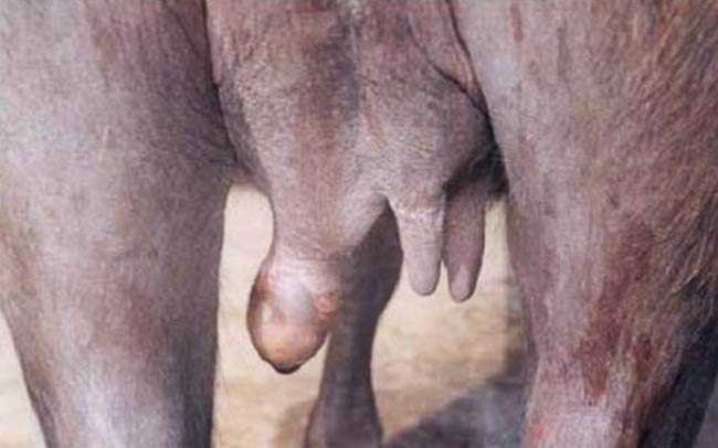 Mastitis in one teat of a buffalo.
