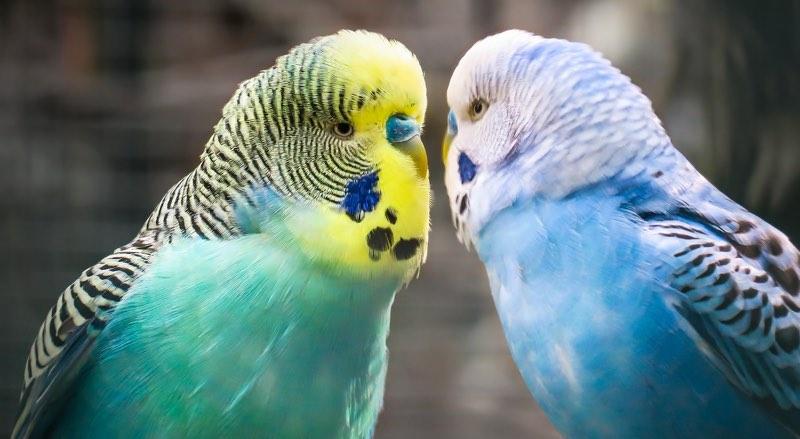 Budgies (Budgerigar) Birds Color Scheme » Image » SchemeColor.com