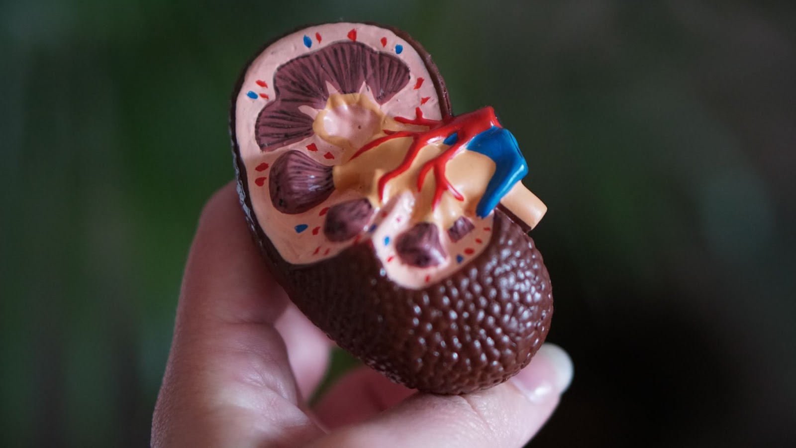 Hand holding a model of a kidney