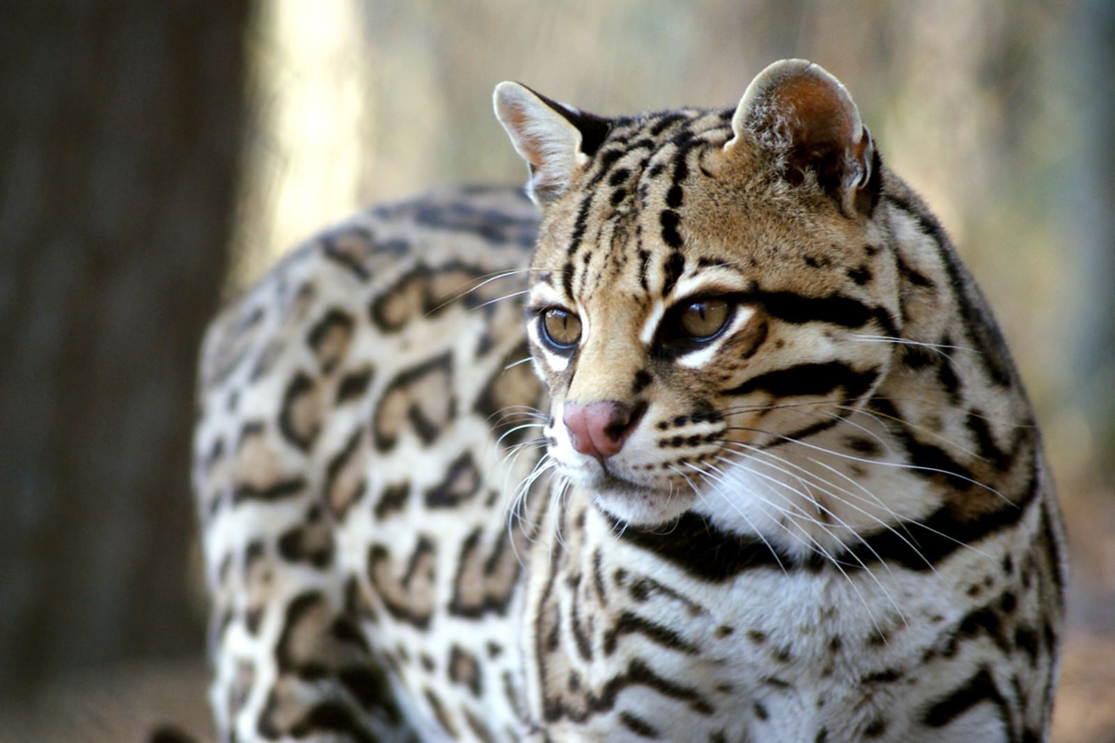 Ocelot