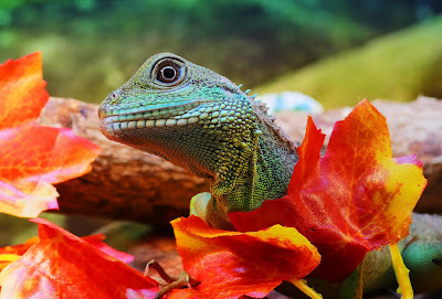 The San Salvador Rock Agama
