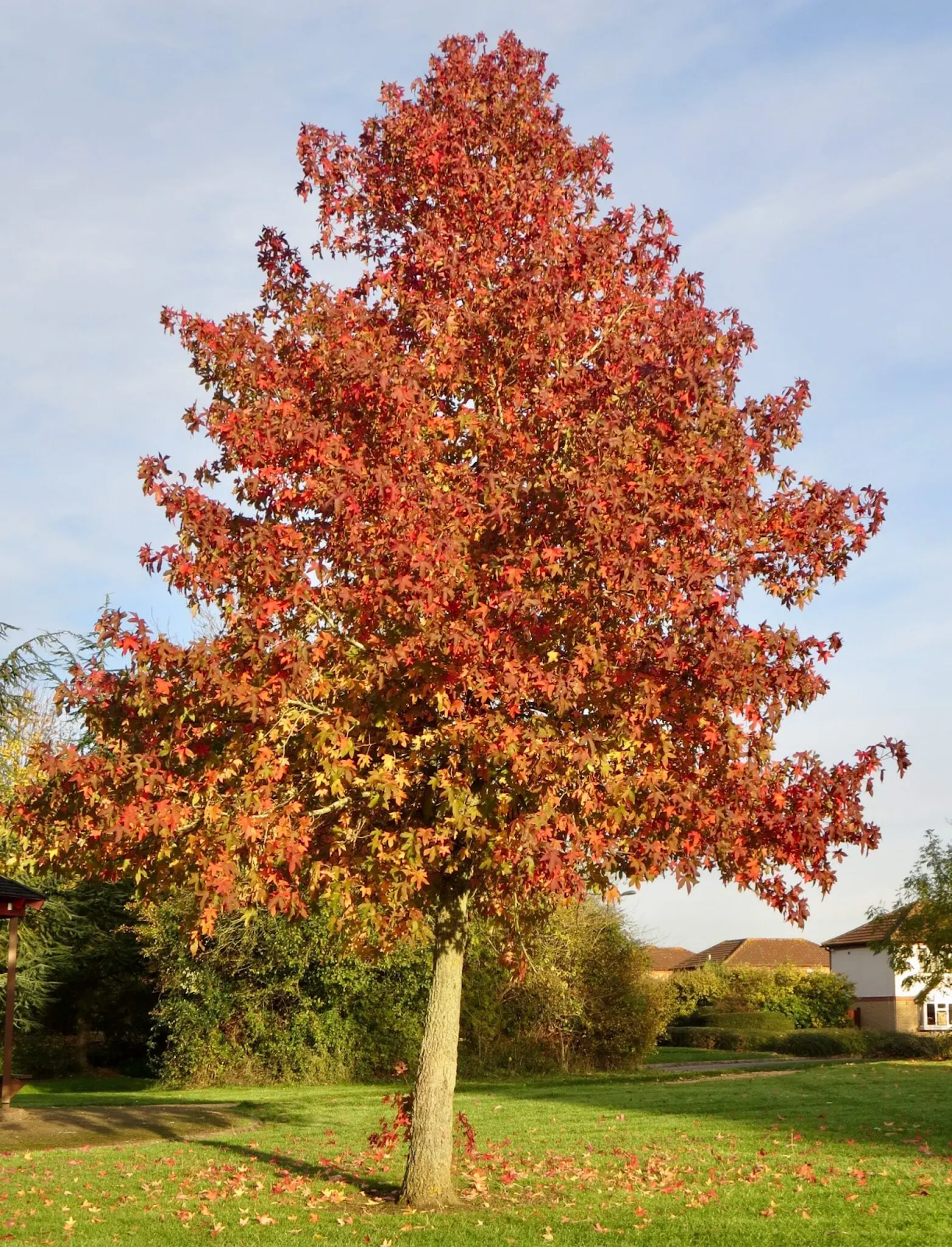 Advantages and Disadvantages of Using Sweetgum as Firewood