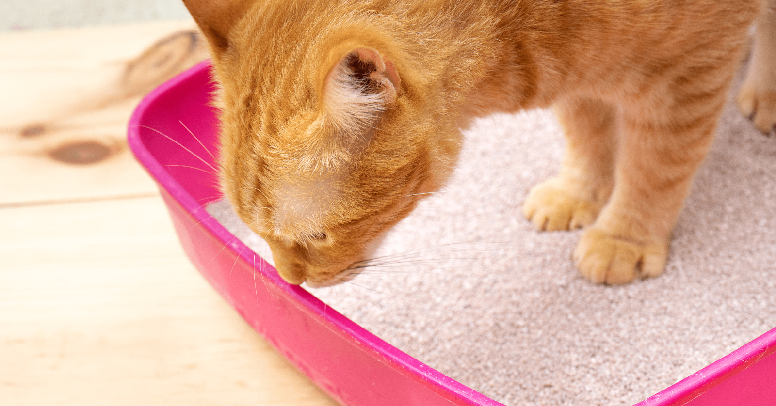 ginger cat standing in litter tray