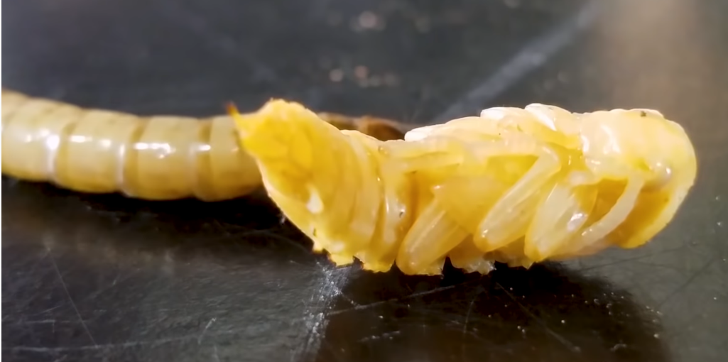 Superworm larva and pupa