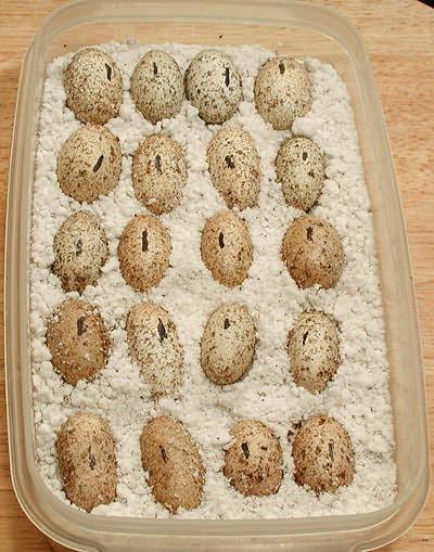 Image result for leopard gecko eggs