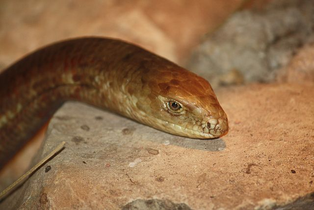 Legless lizard on rock