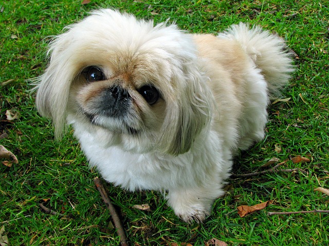 Il cane della razza canina chiamata Pechinese: foto dall'alto 