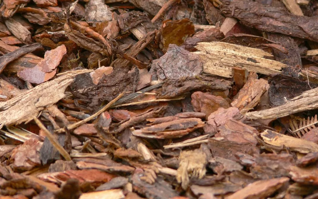 Tree Bark