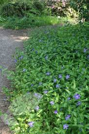 lesser periwinkle as groundcover