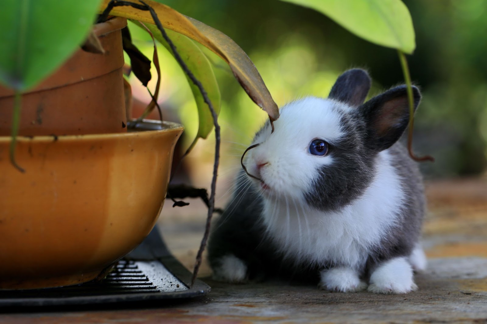 Cute rabbit with plant pot