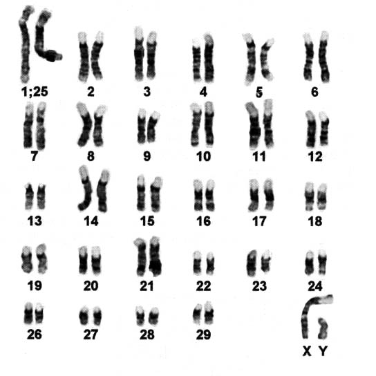 Giemsa-banded chromosomes of Fringe-eared oryx (2n=58)