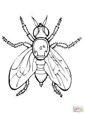 http://www.supercoloring.com/sites/default/files/styles/coloring_full/public/cif/2013/06/fruit-fly-coloring-page.jpg