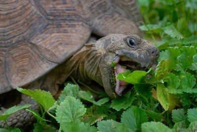 Turtle eating Green leafs
