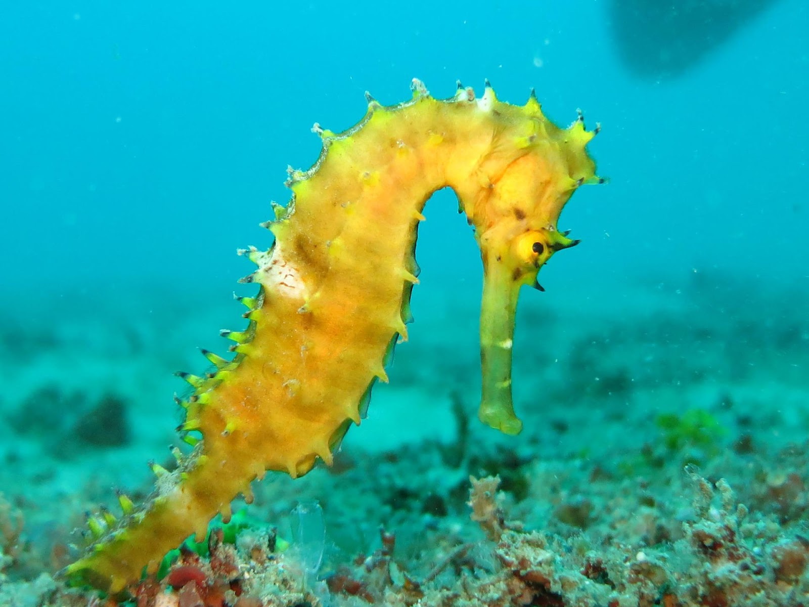 seahorses are excellent fathers