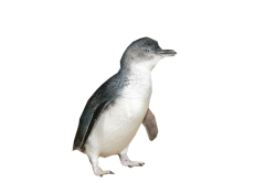 Image result for little blue penguin
