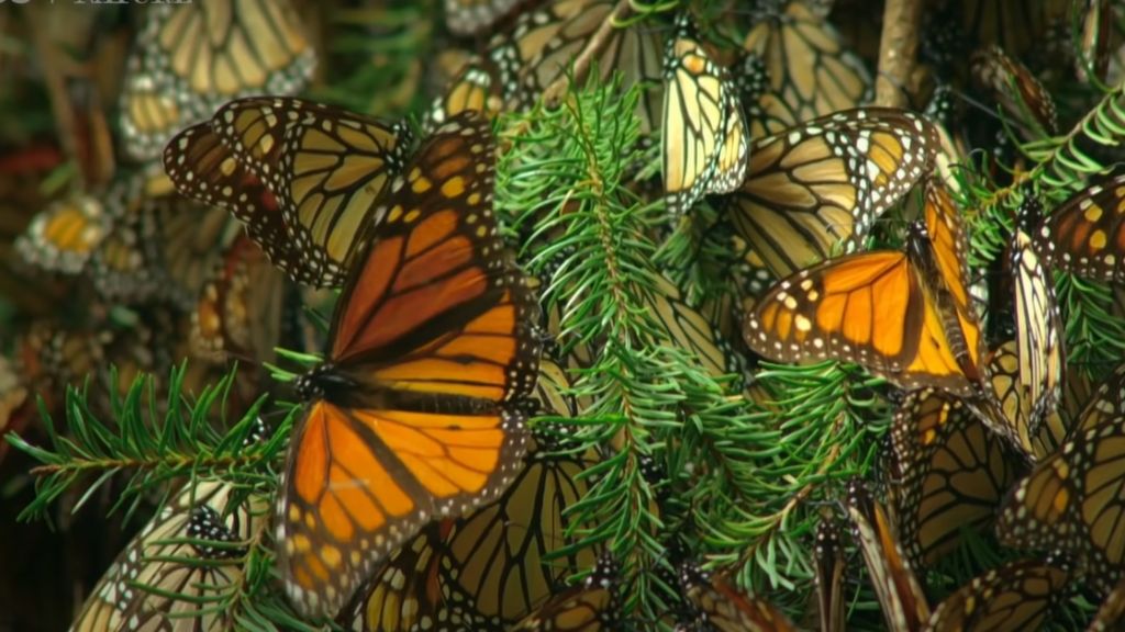 monarch butterfly reserves in mexico