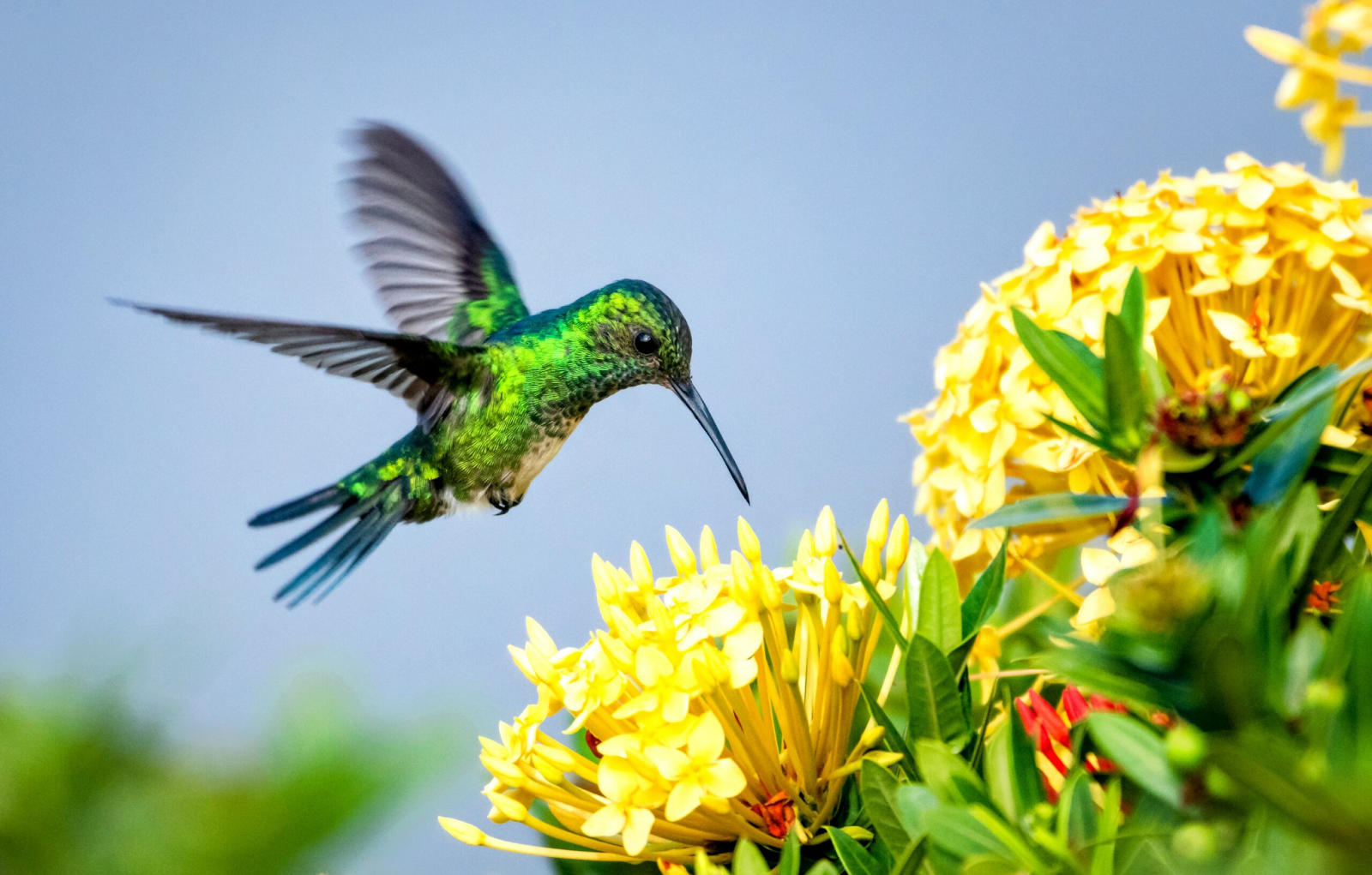 Methods of Pollination for Pepper Plants