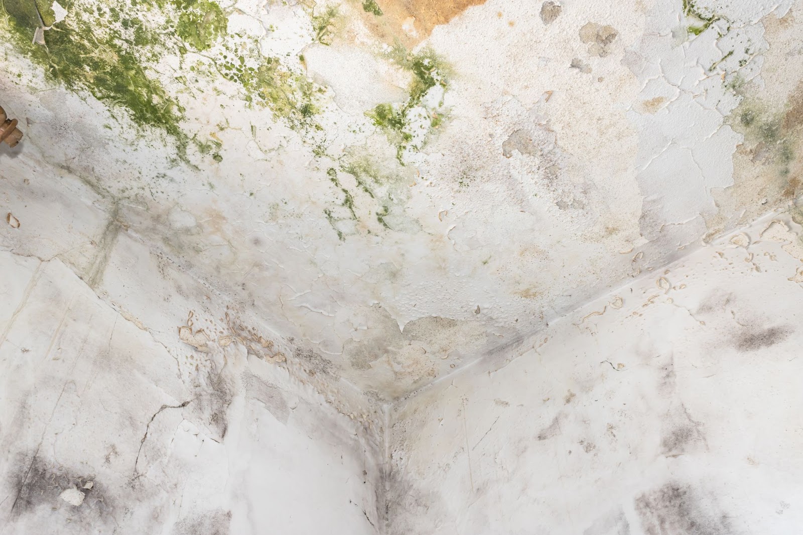mold growth in basement
