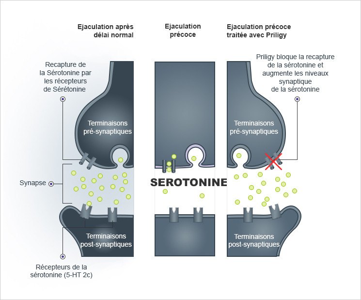 action de la serotonine
