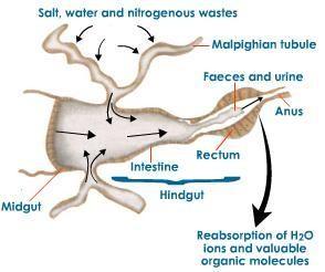 Malpighian Tubules