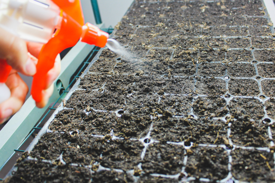 Avoid overwatering the seeds