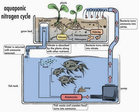 Le cycle de l'azote - Aquaponie France - Aquaponie professionnelle depuis  2014