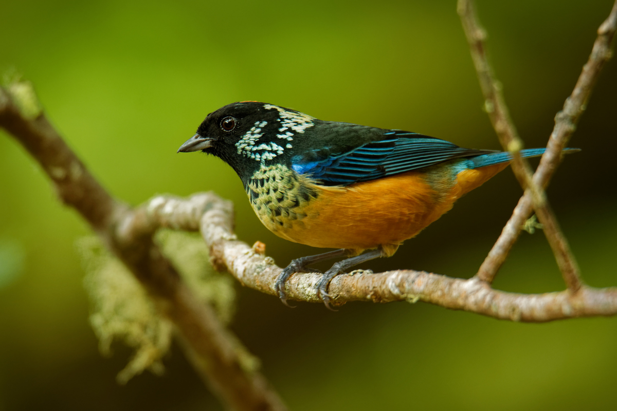 Spangle-cheeked Tanager  (Tangara dowii)