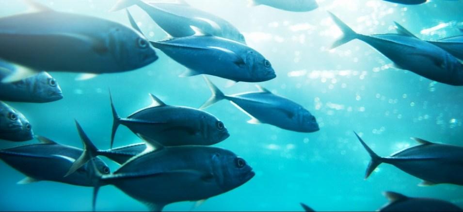 A school of tuna ©piskunov/iStock