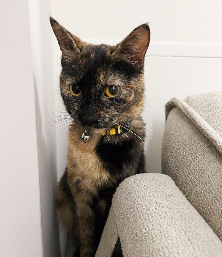 Stray Cat Climbs a Fire Escape to Get into Someone's Home So Her Life Can Change