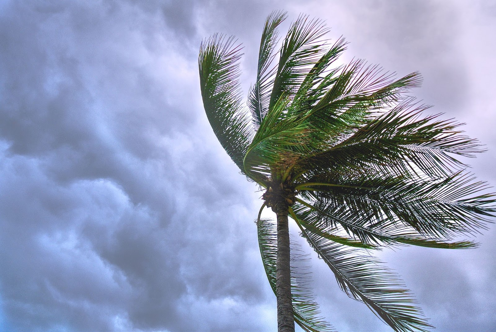 Palm tree blowing during a storm