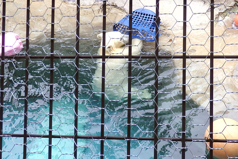 旭山動物園必見③：ほっきょくぐま館