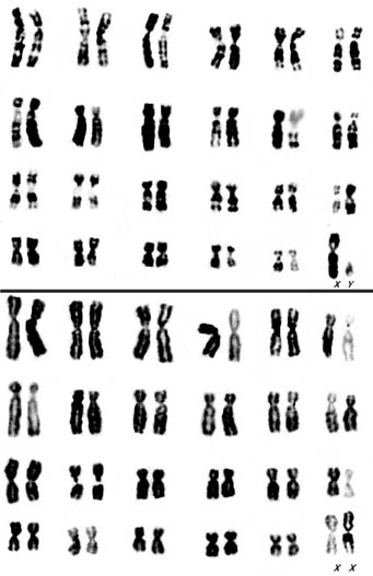 Male and female karyotypes of proboscis monkey