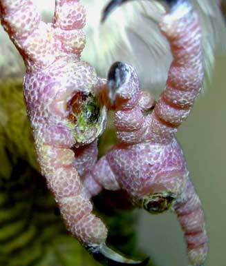 Pododermatitis, later-stage lesions in a cockatoo 