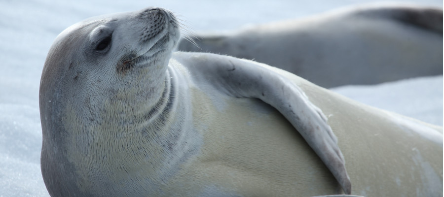 Photo of a Crabeater Seal