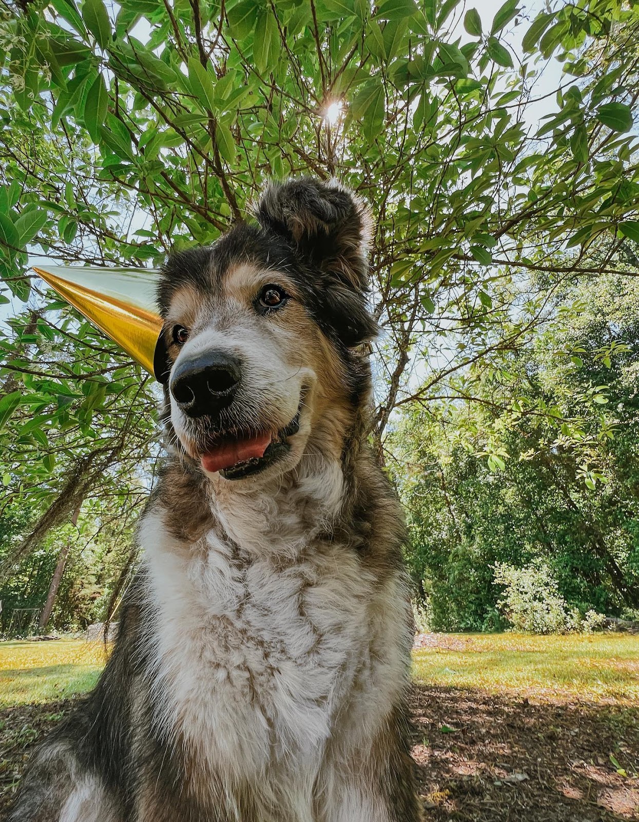 Dog That Has Almost 10 Million Followers On Instagram - Moose the Senior Dog