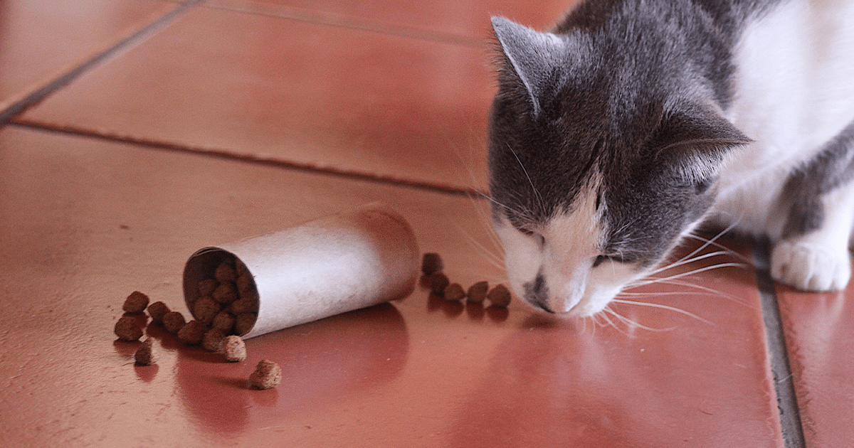 Grey and white cat eating kibble out of toilet paper tube on tile floor