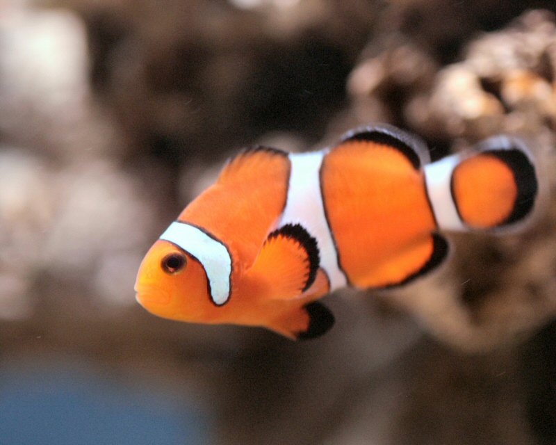 File:Keegan Allen Fish.jpeg