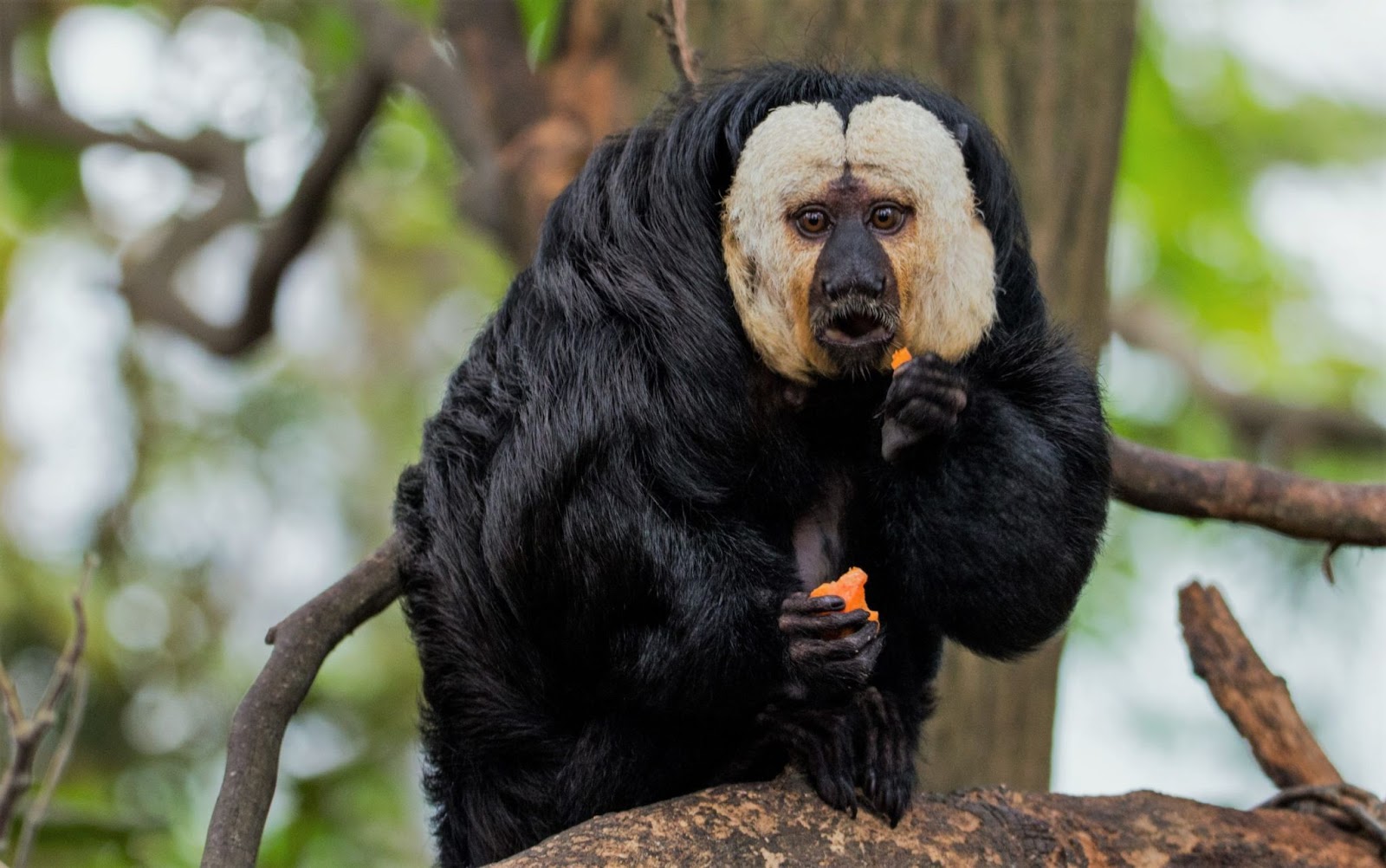 Saki Monkey
