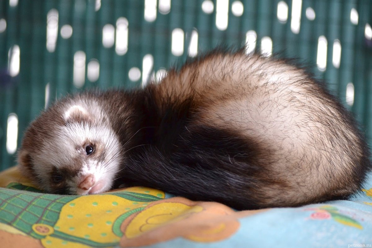 Can Ferrets Eat Cheese