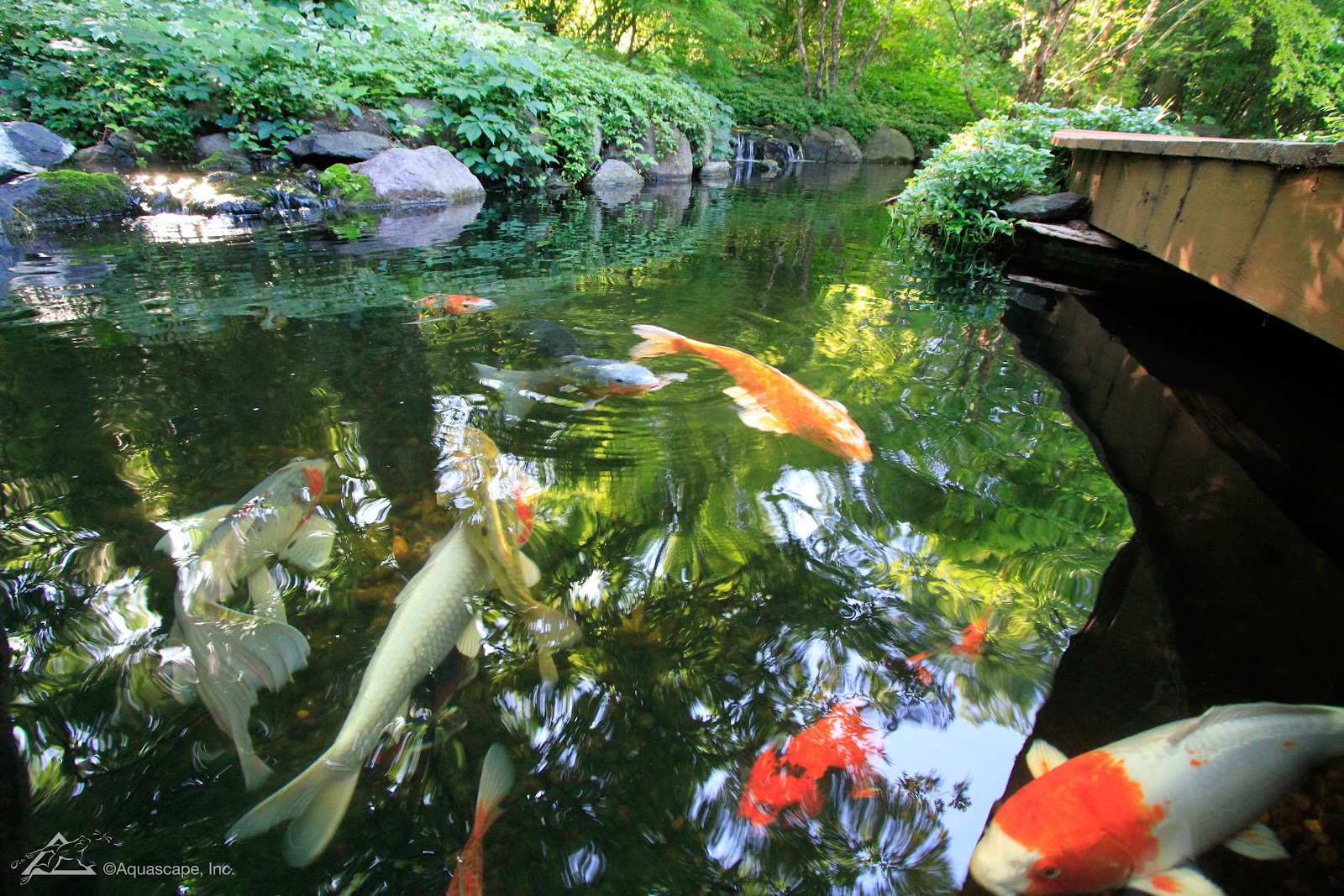 Koi and goldfish swim in backyard pond