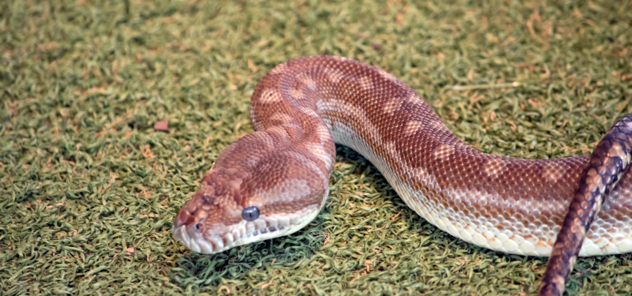 Friendly Pet Snakes The Best Pet Snakes for Beginners Pet Care Advisors