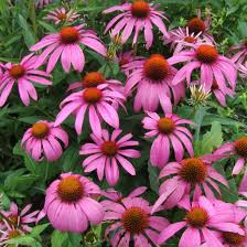 Buy Eastern Purple Coneflower at your local garden center! – American  Beauties Native Plants