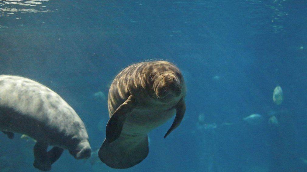 Manatee at the River Safari