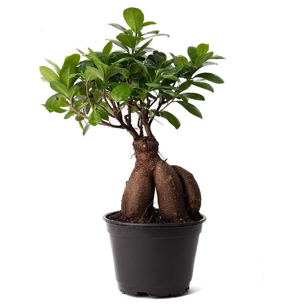 bamboo-bright-look-86