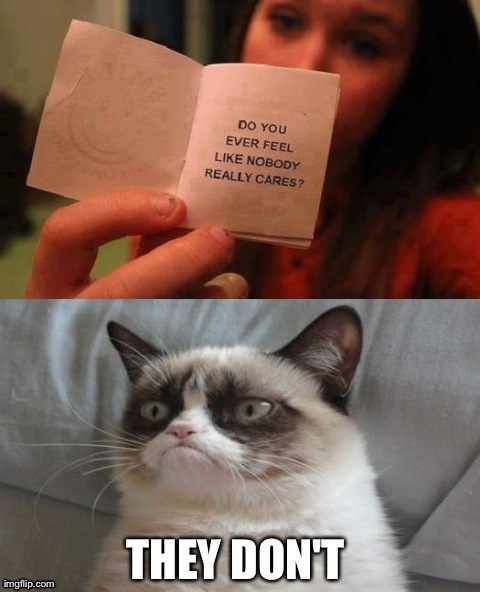 School Thoughts: Told By Grumpy Cat Memes | Her Campus