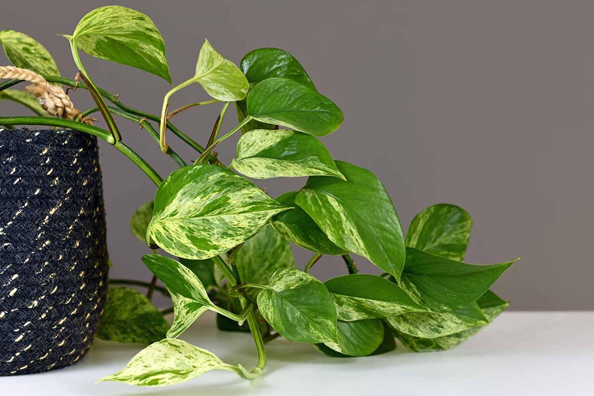 Neon Pothos vs Golden Pothos (What's the Difference?)